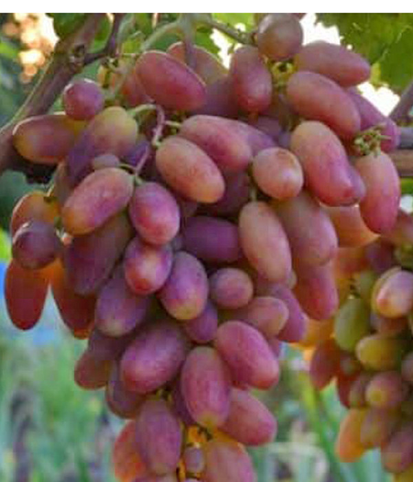 PREOBRAZENIE Tafeltraube 