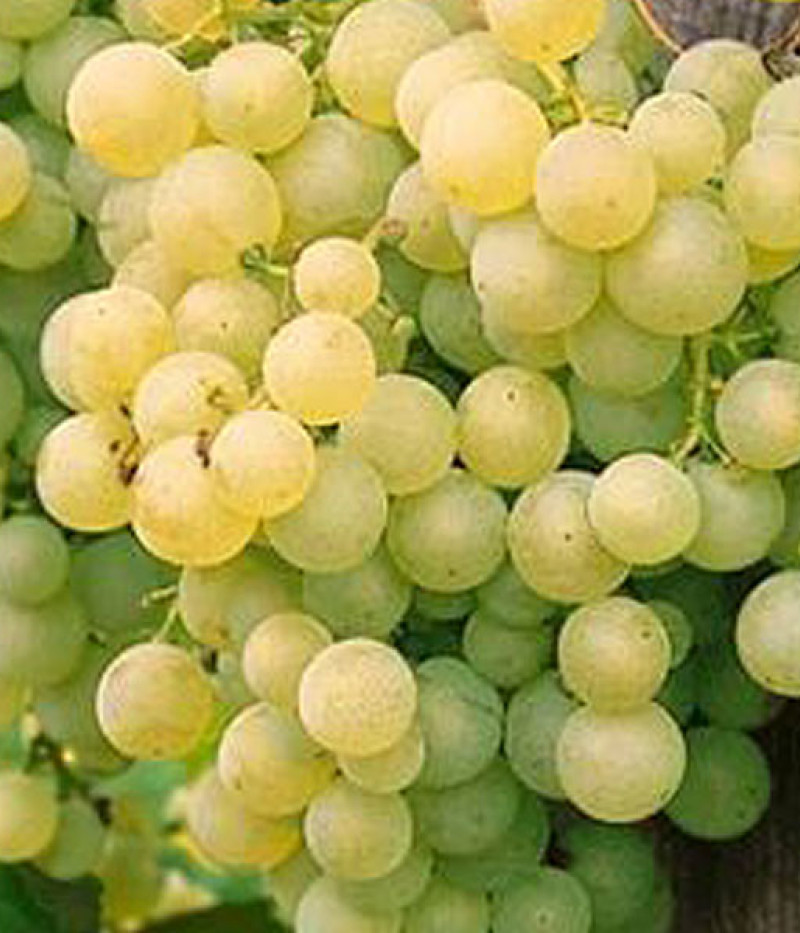 SOLARIS Most Rebsorten PIWI - Tutifruti, s.r.o.