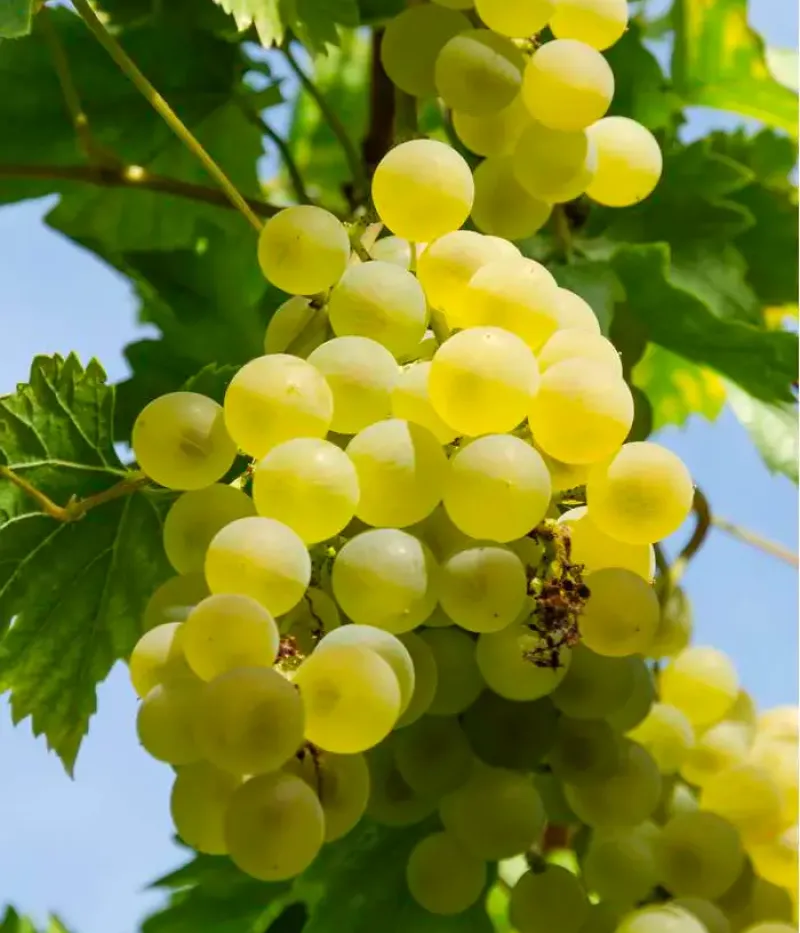 Weinrebe (Vitis spp.) SUKRIBE - Tutifruti, s.r.o.