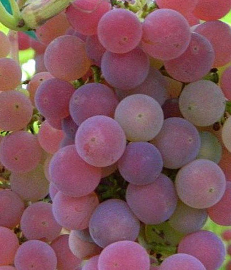 Tafeltraube TEREZA - Tutifruti SK