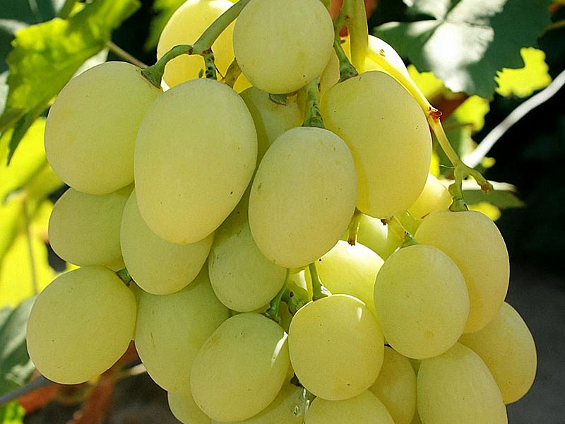 Tian Shan Tafeltraube PIWI - Tutifruti, s.r.o. (SK) Tian Shan Tafeltraube PIWI - Tutifruti, s.r.o. (SK)