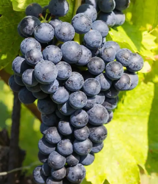 Weinrebe (Vitis vinifera) VENUS