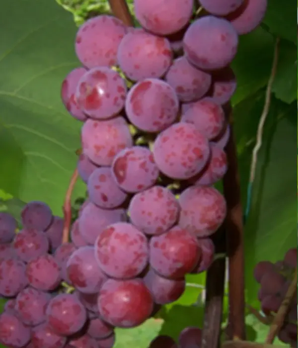 Weinrebe (Vitis spp.) ŠIRVITA