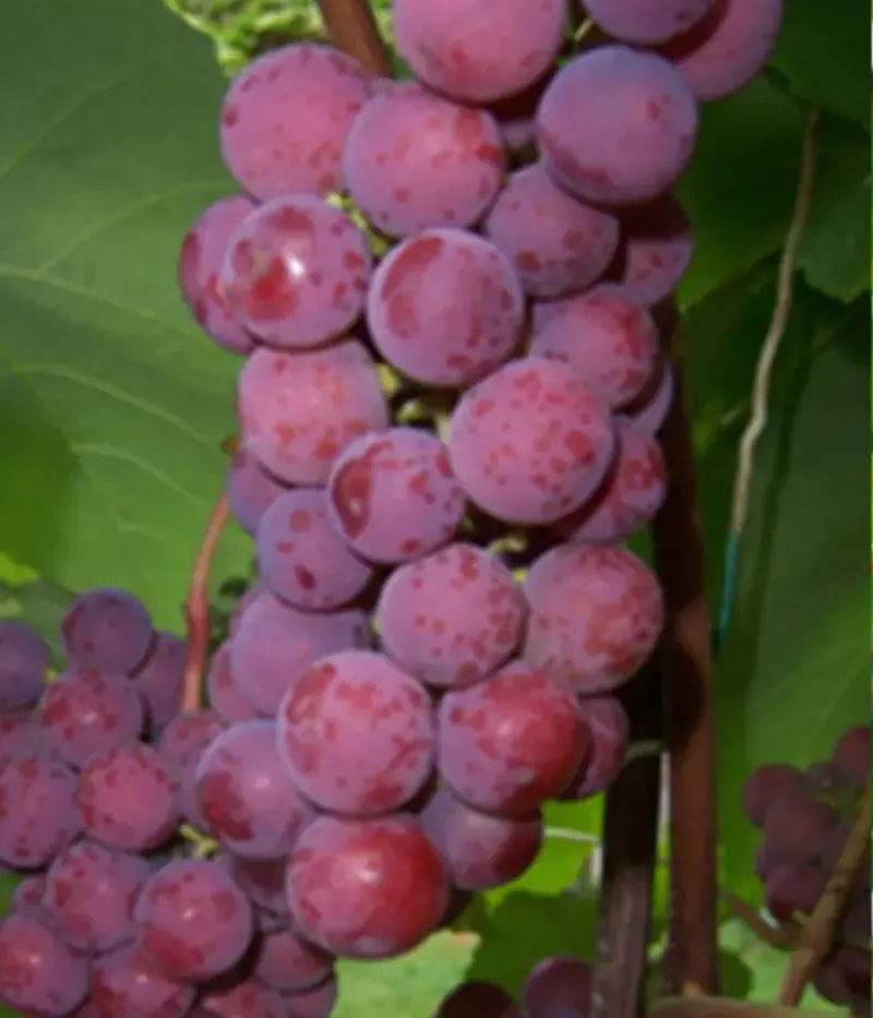 Weinrebe (Vitis spp.) ŠIRVITA - Tutifruti, s.r.o.