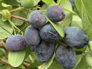 Blaubeere (Lonicera caerulea) BLUE TREASURE - Tutifruti SK Blaubeere (Lonicera caerulea) BLUE TREASURE - Tutifruti SK