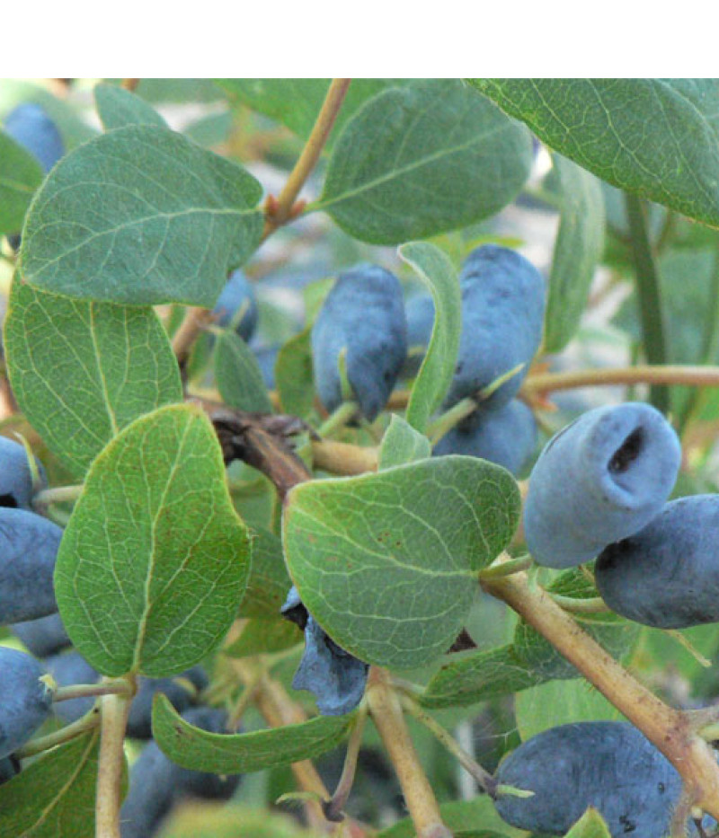 Blaubeere (Lonicera caerulea) CANDY BLUE (Avalanche) - Tutifruti SK