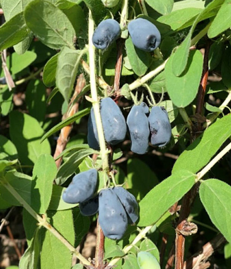 Blaubeere (Lonicera caerulea) ZOJKA - Tutifruti SK