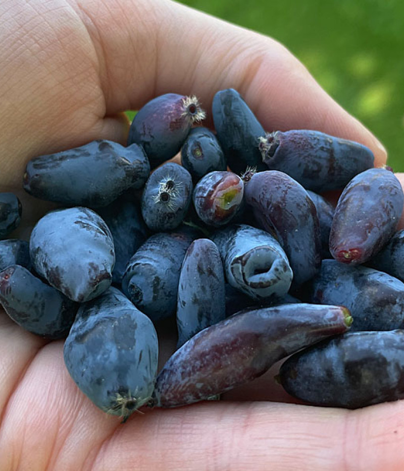 Blaubeere (Lonicera caerulea) AURORA® - Tutifruti SK