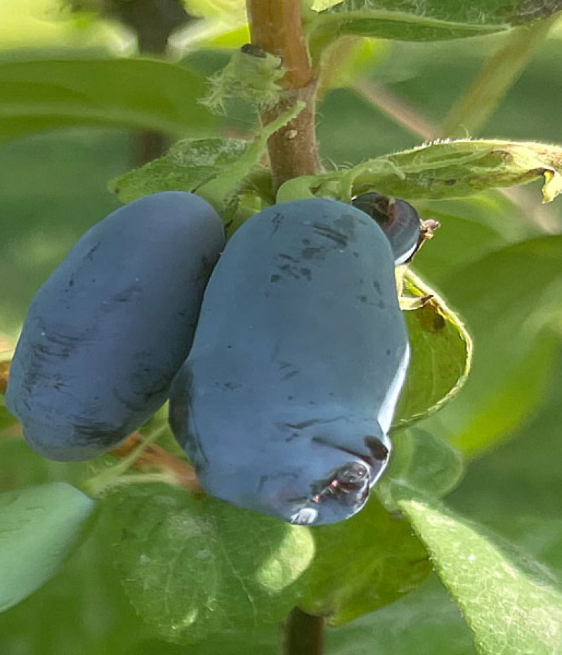 Blaubeere (Lonicera caerulea) AURORA® - Tutifruti SK