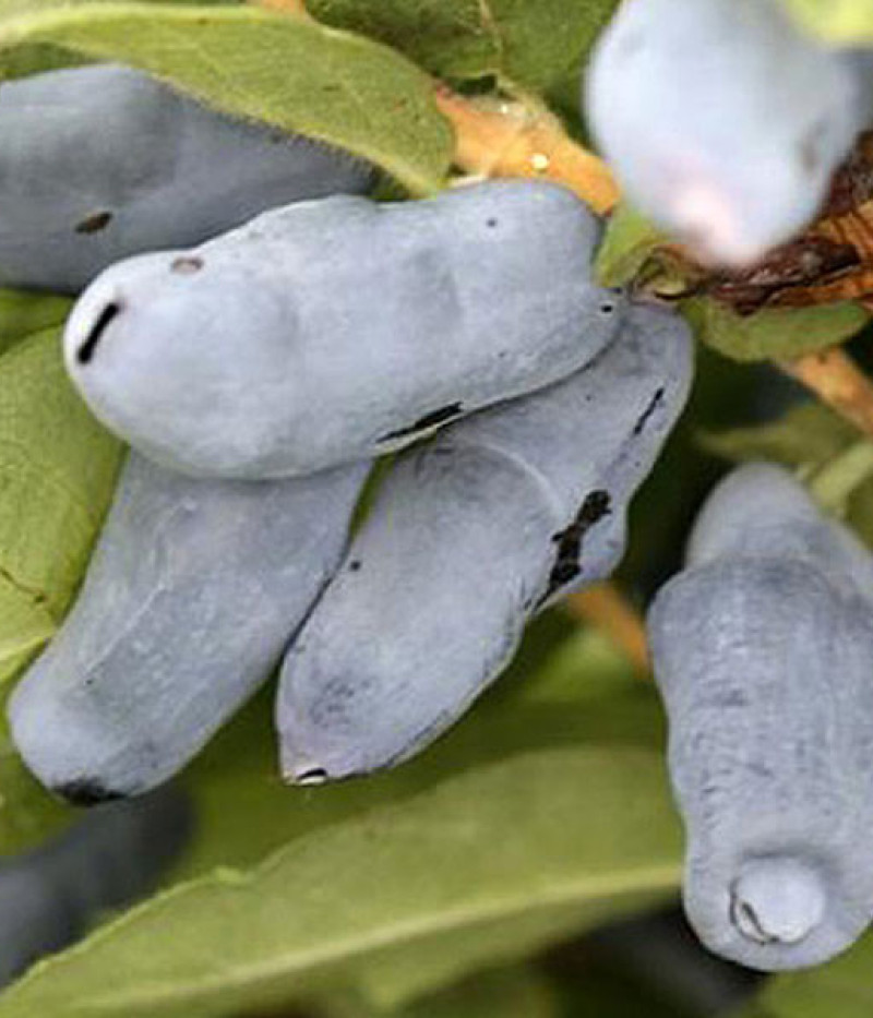 Honeysuckle-Haskap BAKCARSKIJ VELIKAN - Tutifruti SK