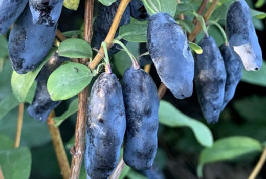 Große Analyse der Kamschatka-Beere: 7 Jahre Testen von Ertrag, Geschmack und Mechanisierung unter extremen Bedingungen