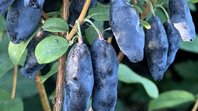 Kamtschatka Blaubeeren: Entdeckung des Elixiers des Lebens und der vergessenen Superfrucht