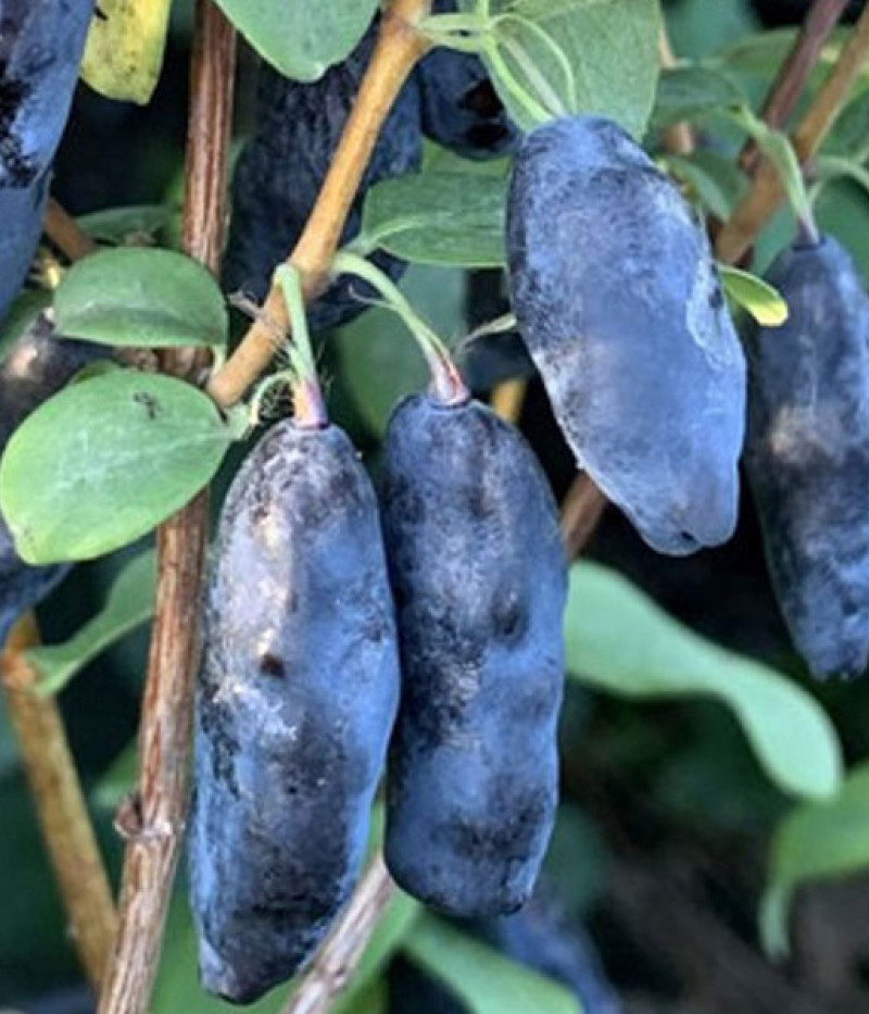 Honeysuckle-Haskap BLUE BANANA - Tutifruti SK