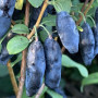 Blaubeere (Lonicera caerulea) BLUE BANANA