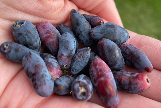 Russischer Geschmack, amerikanischer Traum und geologisches Paradoxon: 7 Jahre Haskap-Tests in Muniakowice (Teil 2)