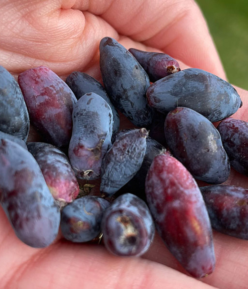Blaubeere (Lonicera caerulea) BOREAL BEAST - Tutifruti SK