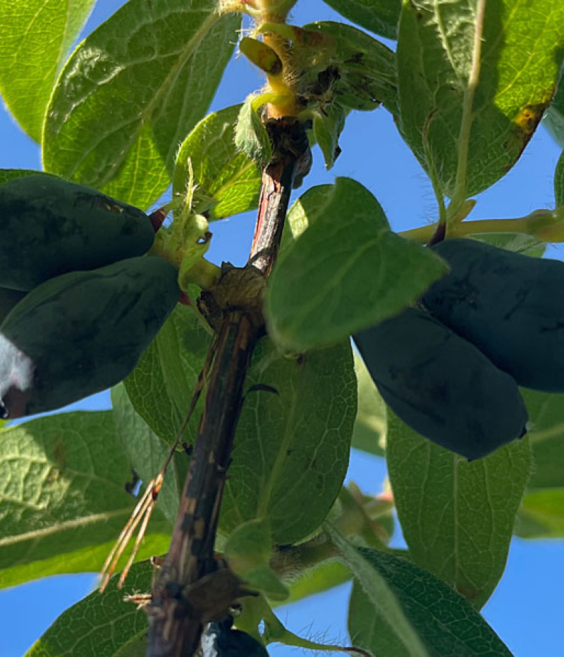 Blaubeere (Lonicera caerulea) BOREAL BEAST - Tutifruti SK
