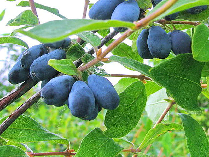 Blaubeere (Lonicera caerulea) BOREAL BLIZZARD