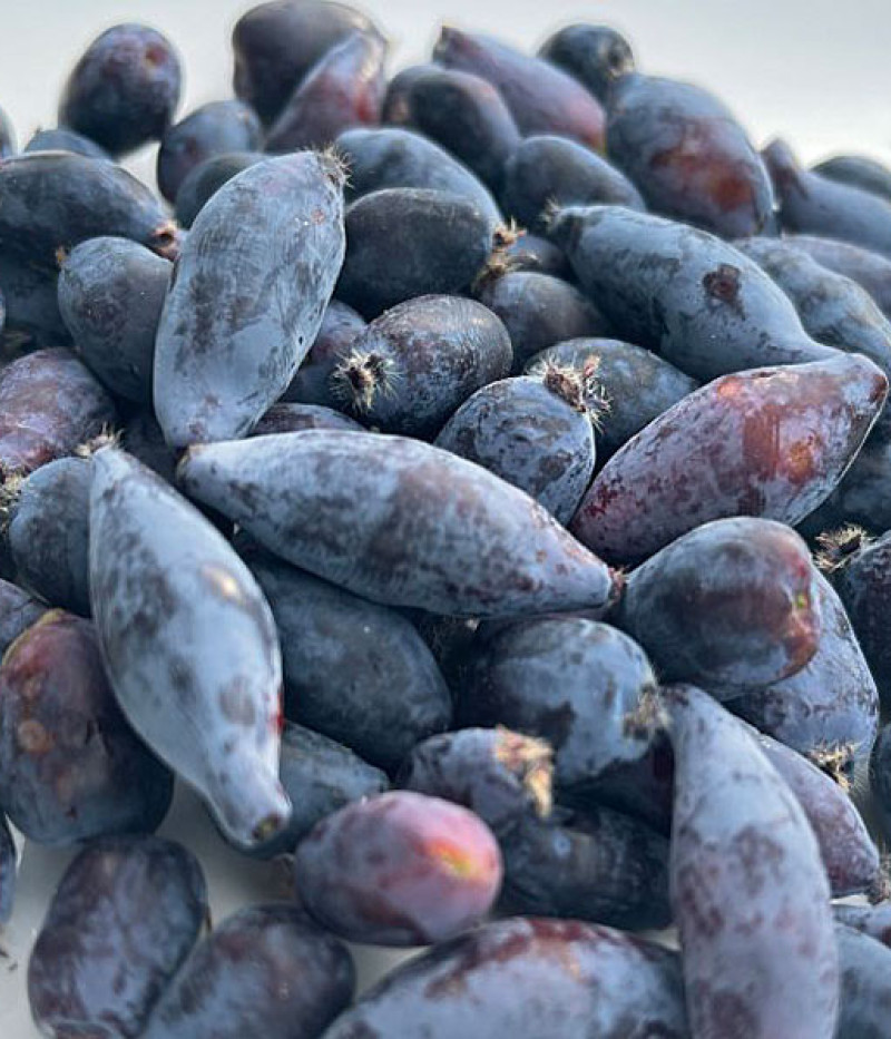 Blaubeere (Lonicera caerulea) BOREALIS® - Tutifruti SK