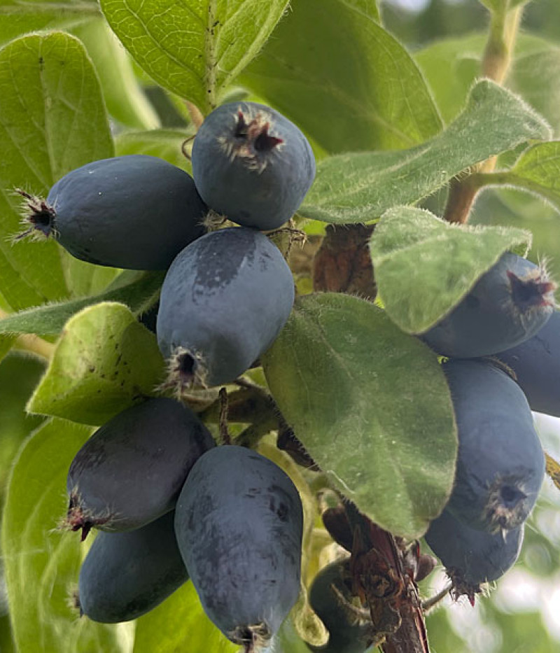 Blaubeere (Lonicera caerulea) BOREALIS® - Tutifruti SK