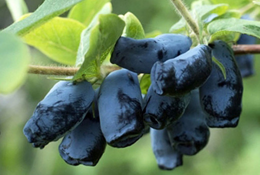 Zimolez-Haskap (Lonicera caerulea): an unpretentious Honeysuckle-Haskap blueberry that will delight you repeatedly