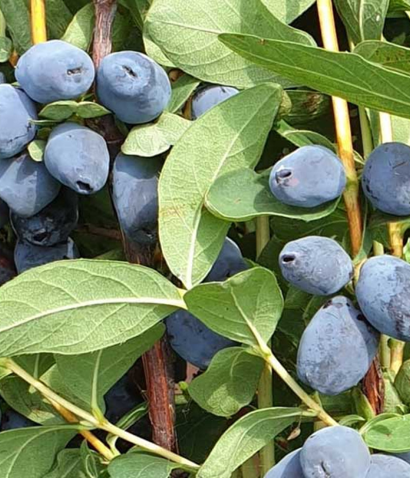 Blaubeere (Lonicera caerulea) GIANT'S HEART - Tutifruti SK