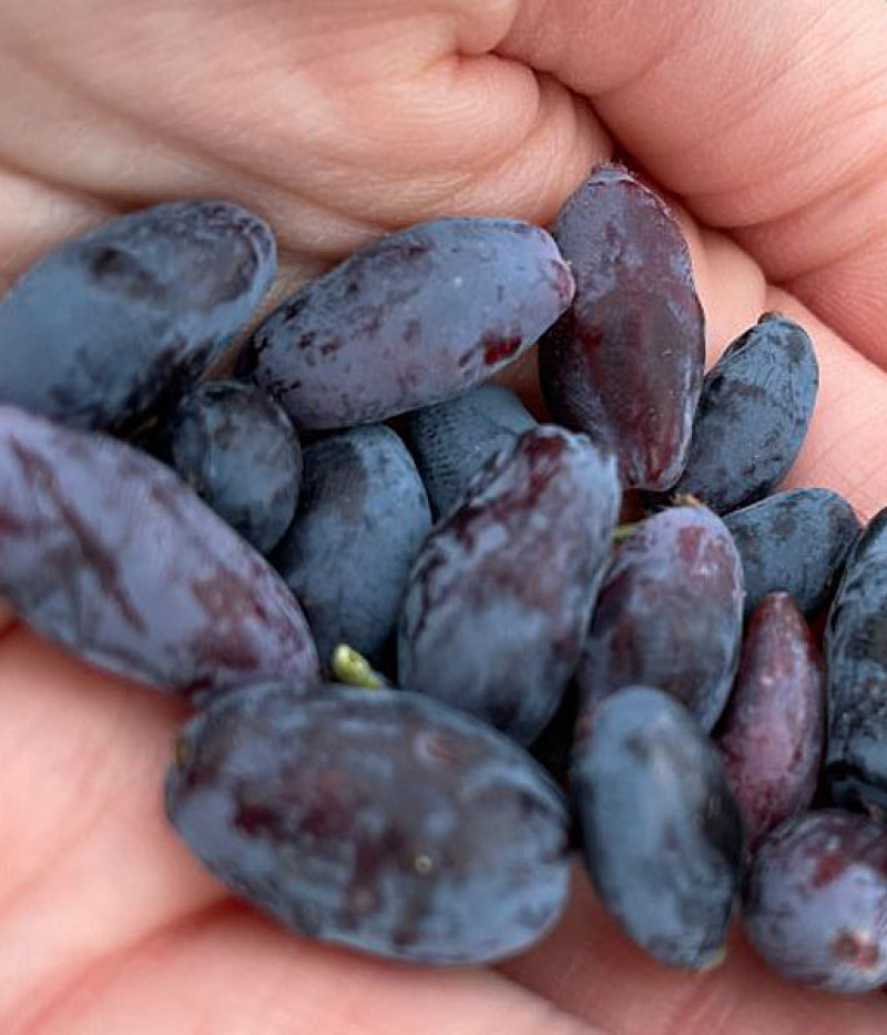 Blaubeere (Lonicera caerulea) HONEY BEE® - Tutifruti SK