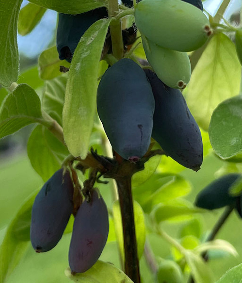 Blaubeere (Lonicera caerulea) HONEY BEE® - Tutifruti SK