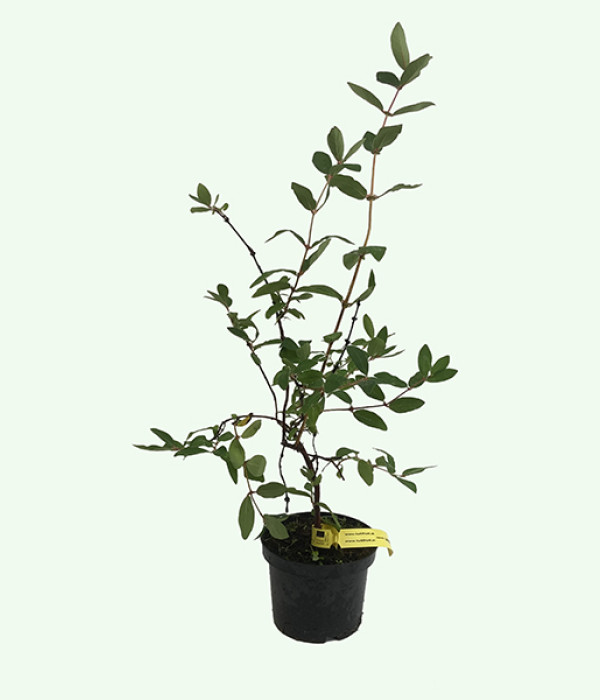 Blaubeere (Lonicera caerulea) LENINGRADSKIJ VELIKAN