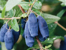 Blaubeere (Lonicera caerulea) LENINGRADSKIJ VELIKAN - Tutifruti SK
