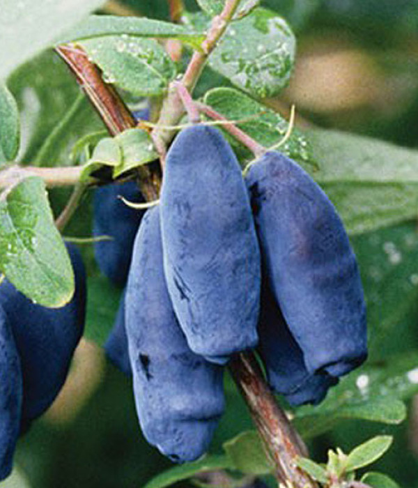 Blaubeere (Lonicera caerulea) LENINGRADSKIJ VELIKAN