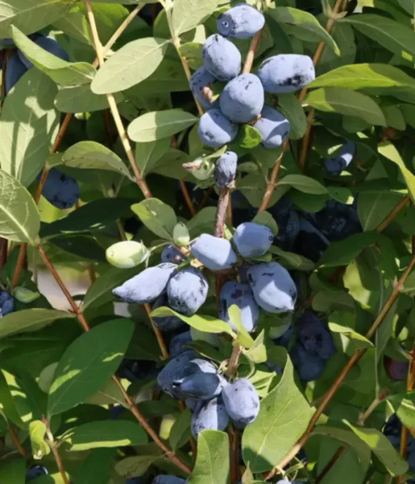 Honeysuckle-Haskap (Lonicera caerulea var. emphyllocalyx) LORI