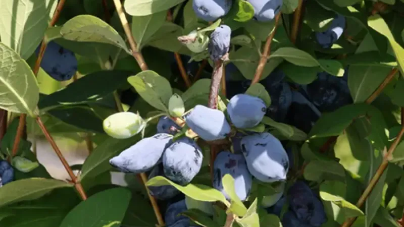 Industrielle Zugpferde aus den USA: Wir stellen die ertragreichen Kamschatkabeeren 'Lori' und 'Tomi' vor