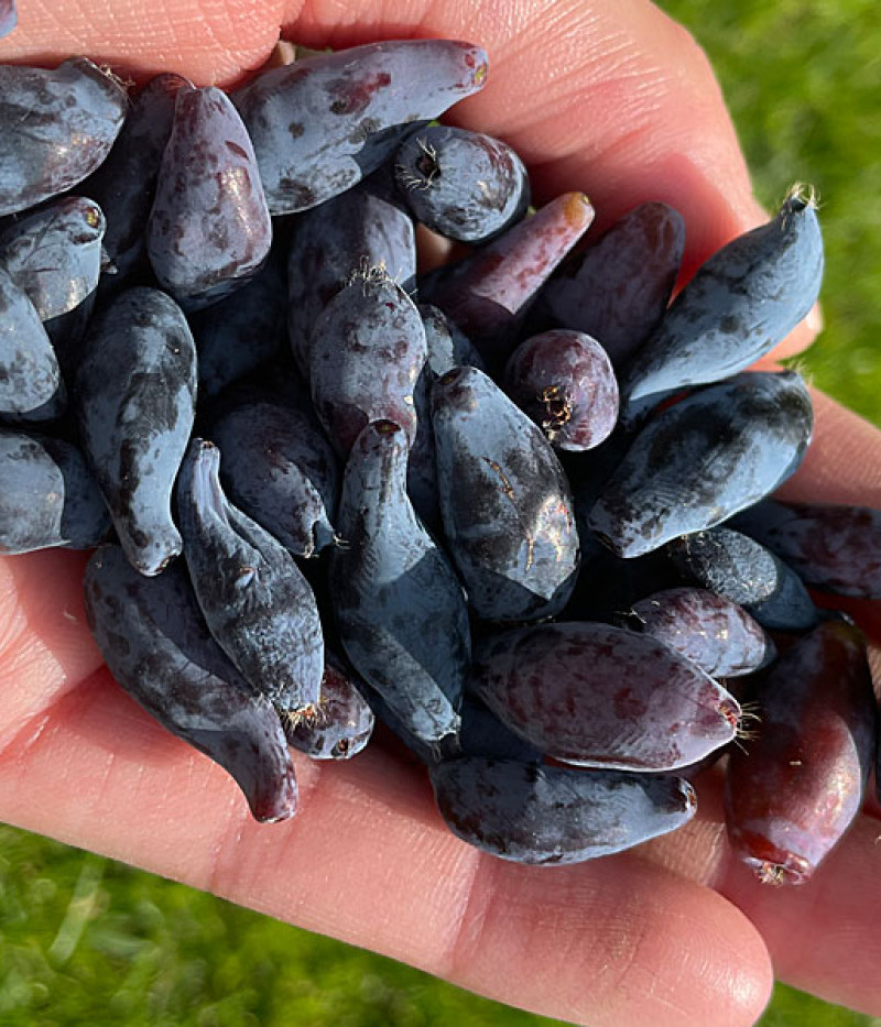 Blaubeere (Lonicera caerulea) SINIJ UTES - Tutifruti SK