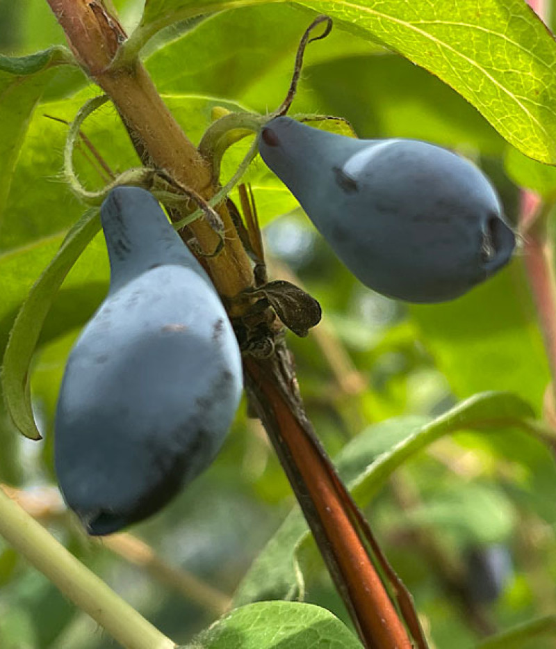 Blaubeere (Lonicera caerulea) SINIJ UTES - Tutifruti SK