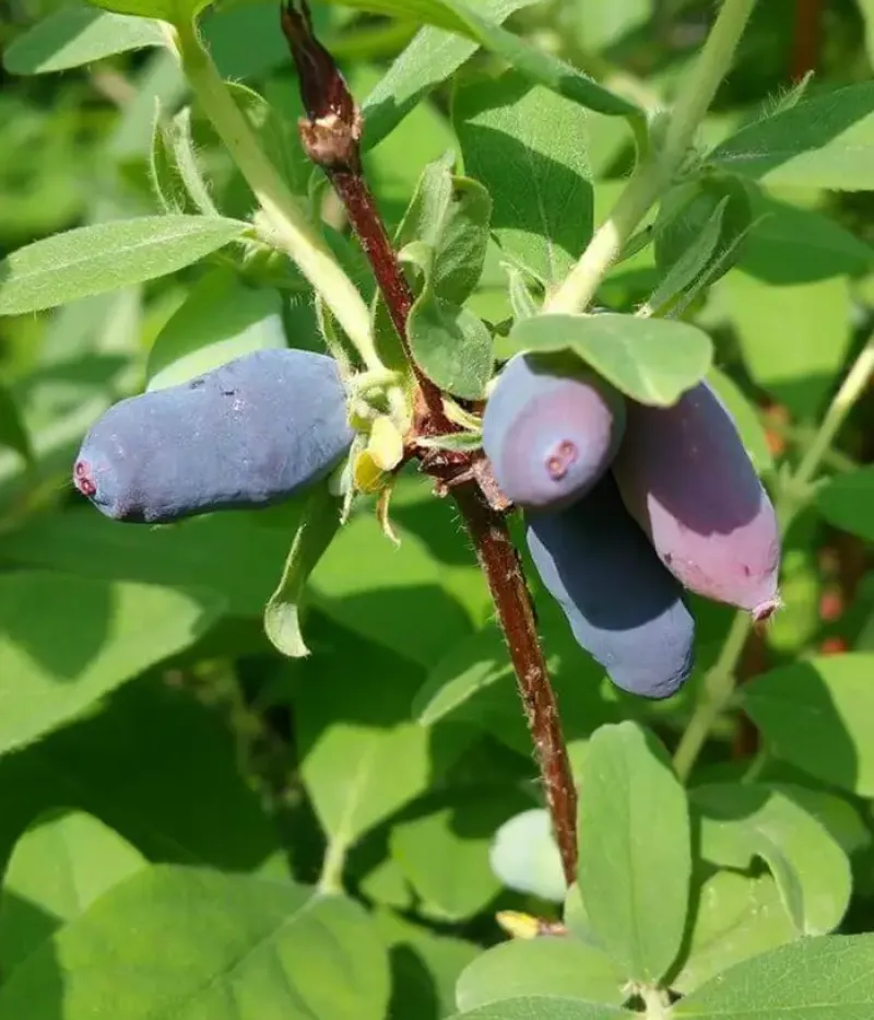 Blaubeere (Lonicera kamtschatica) TOMI - Tutifruti, s.r.o.