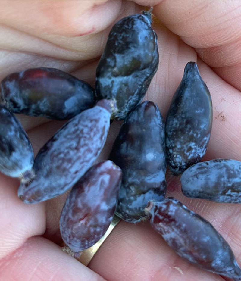 Honeysuckle-Haskap TUNDRA® - Tutifruti SK