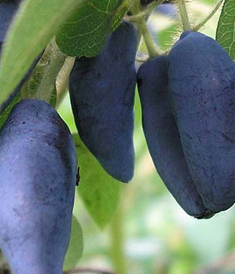 Honeysuckle-Haskap TUNDRA® - Tutifruti SK