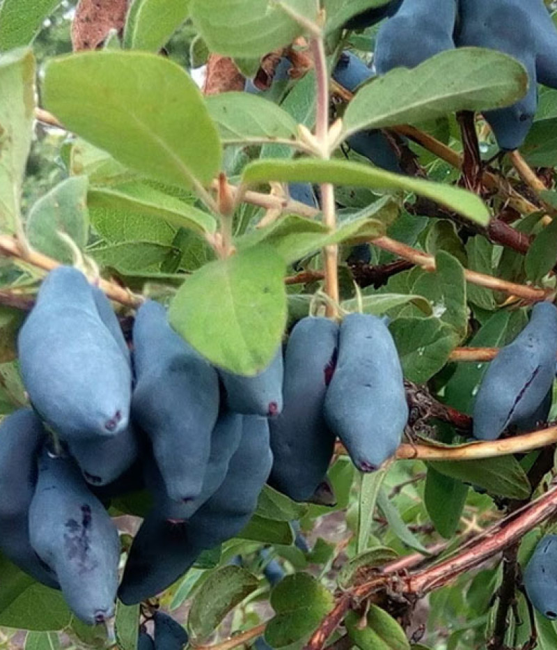 Blaubeere (Lonicera caerulea) USLADA - Tutifruti SK