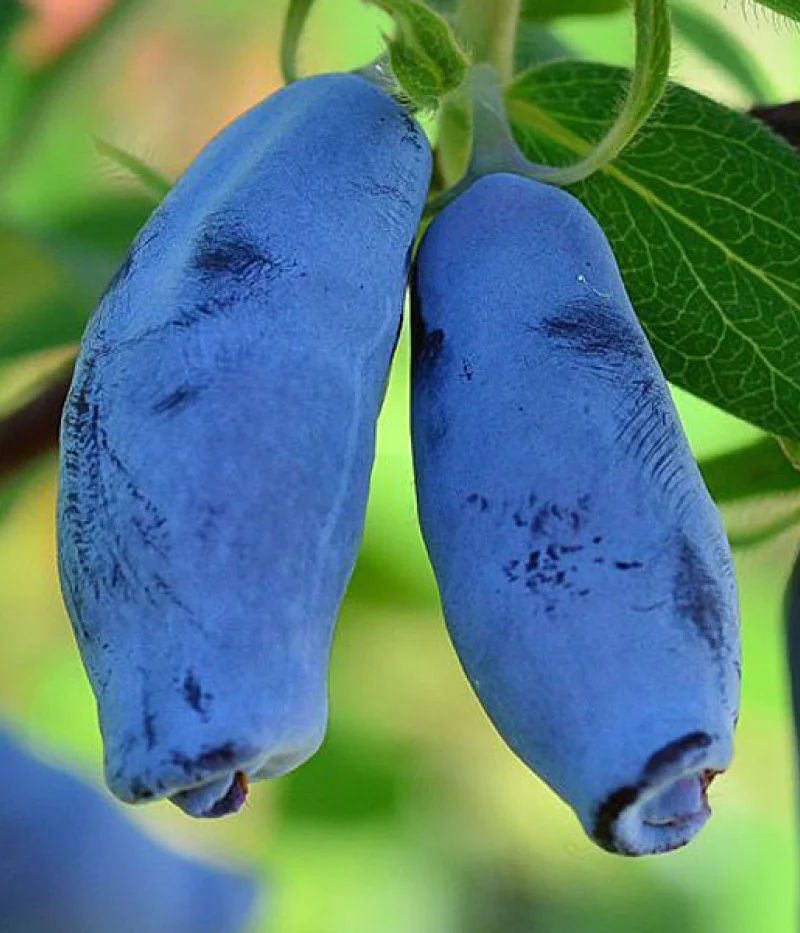 Blaubeere (Lonicera caerulea) VOSTORG